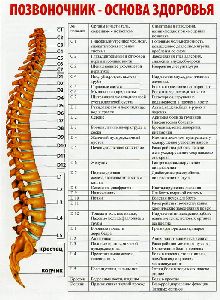 Как сохранить здоровье позвоночника спин