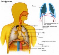 Вдох и выдох перед собеседованием перед