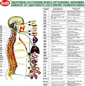 Зарядка для позвоночника голова